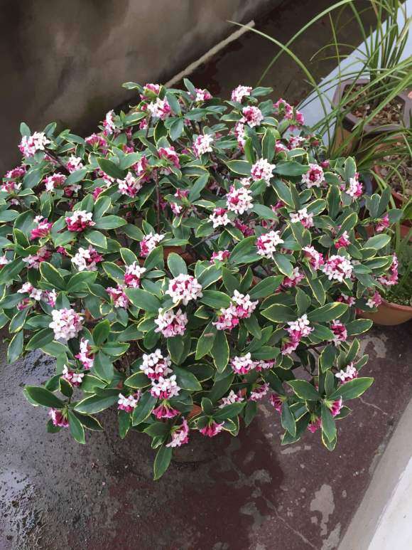 瑞香盆栽烂根后 需要浇水吗 图片