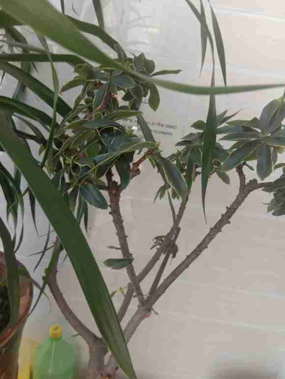 瑞香盆栽3年了 就是不长叶 怎么办