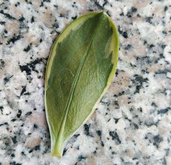 瑞香盆栽叶子 都黑掉了 怎么办 图片