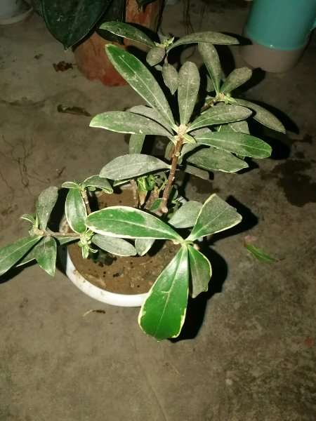 为什么瑞香盆栽就是长得慢 怎么办