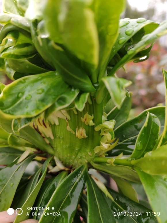 金边瑞香盆栽枝条变异了 怎么高压 图片