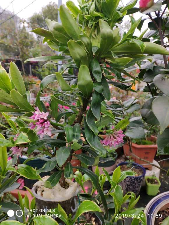 金边瑞香盆栽枝条变异了 怎么高压 图片