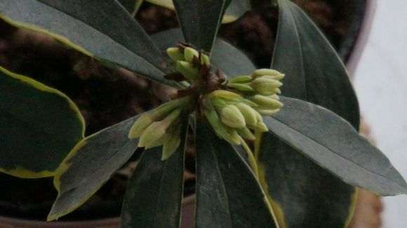 为什么金边瑞香盆栽花苞都枯萎了 图片