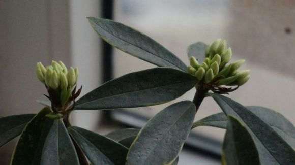 为什么金边瑞香盆栽花苞都枯萎了 图片