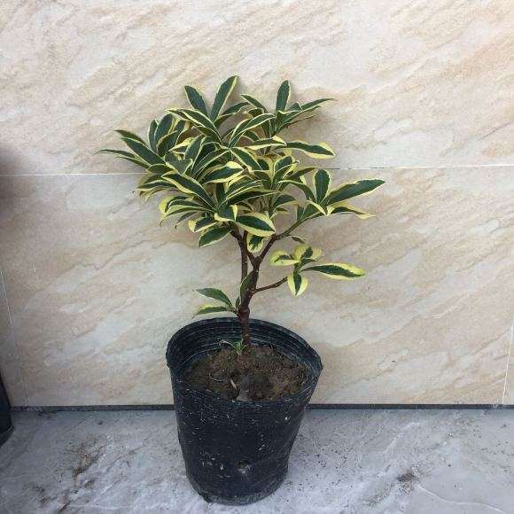 瑞香盆栽 4年老桩 65元 怎么样 图片