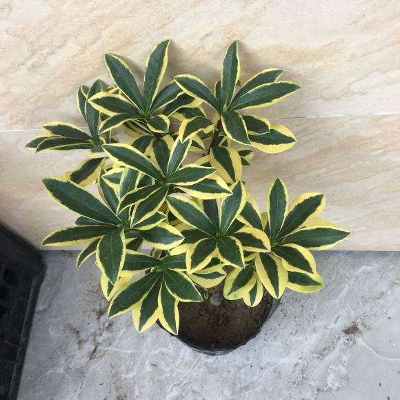 瑞香盆栽 4年老桩 65元 怎么样 图片