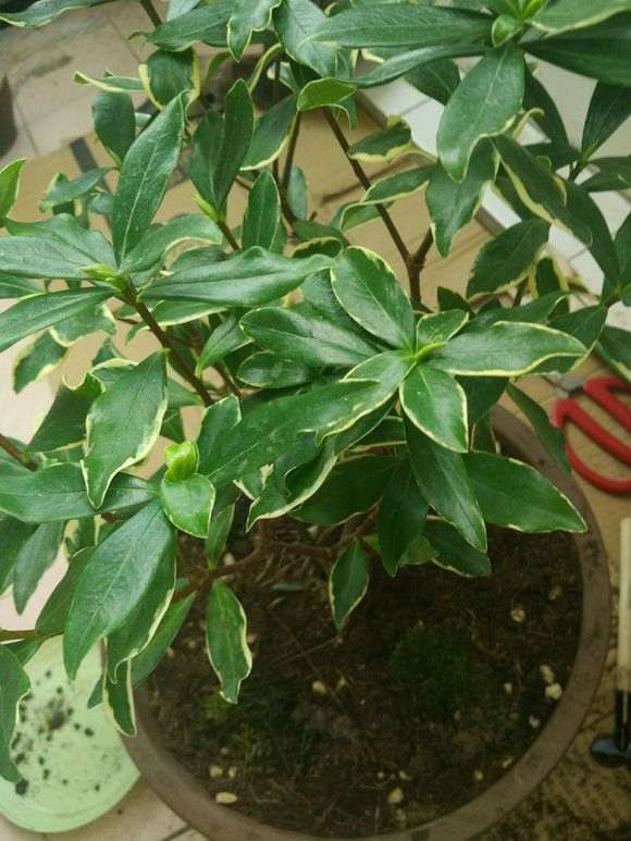 瑞香盆栽冬天需要搬屋里吗 图片