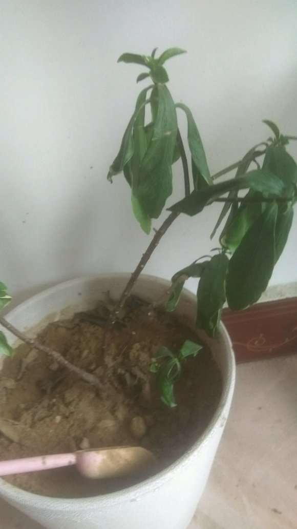 瑞香盆栽 叶子软软的 怎么办 图片