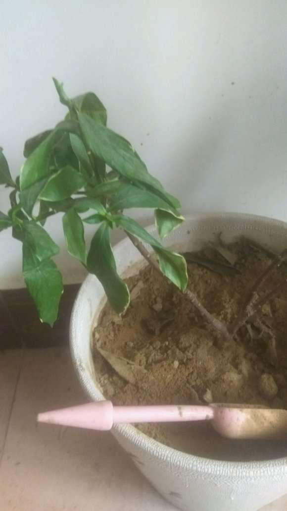 瑞香盆栽 叶子软软的 怎么办 图片