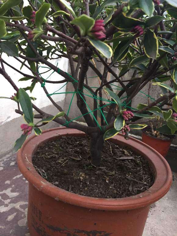 藕塘泥巴能种瑞香盆栽吗 图片