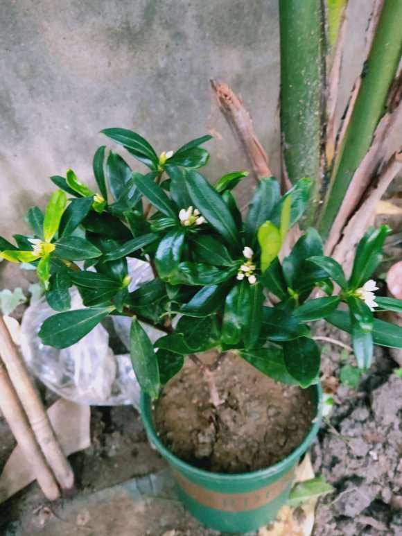 金边瑞香盆栽 6.8元 怎么样 贵吗 图片