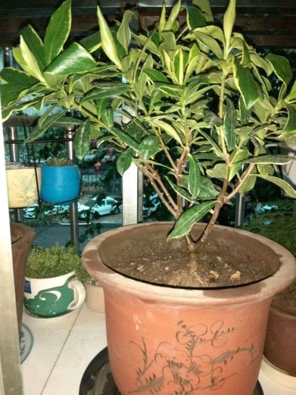 福建适合种瑞香盆栽吗 怎么办 图片