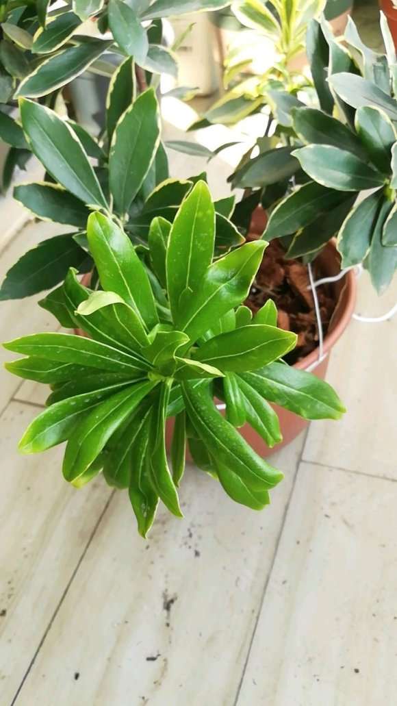 为什么瑞香盆栽 叶片这么扭曲 图片