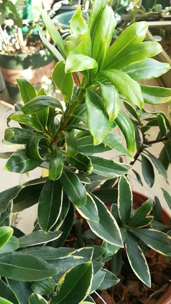 瑞香盆栽叶片这么扭曲 会影响开花么