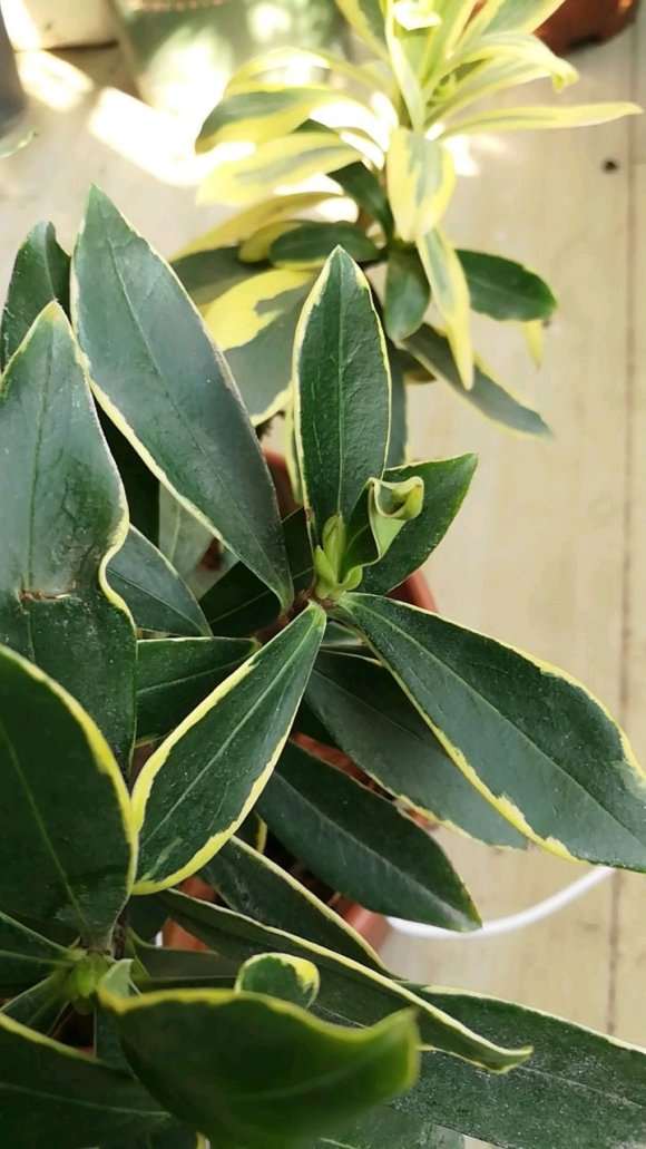 瑞香盆栽叶片这么扭曲 会影响开花么