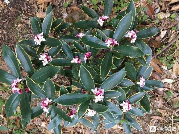 为什么瑞香盆栽施肥也长的慢 图片