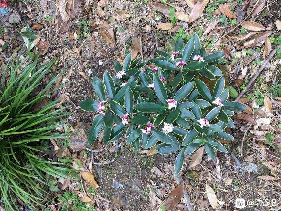 为什么瑞香盆栽施肥也长的慢 图片