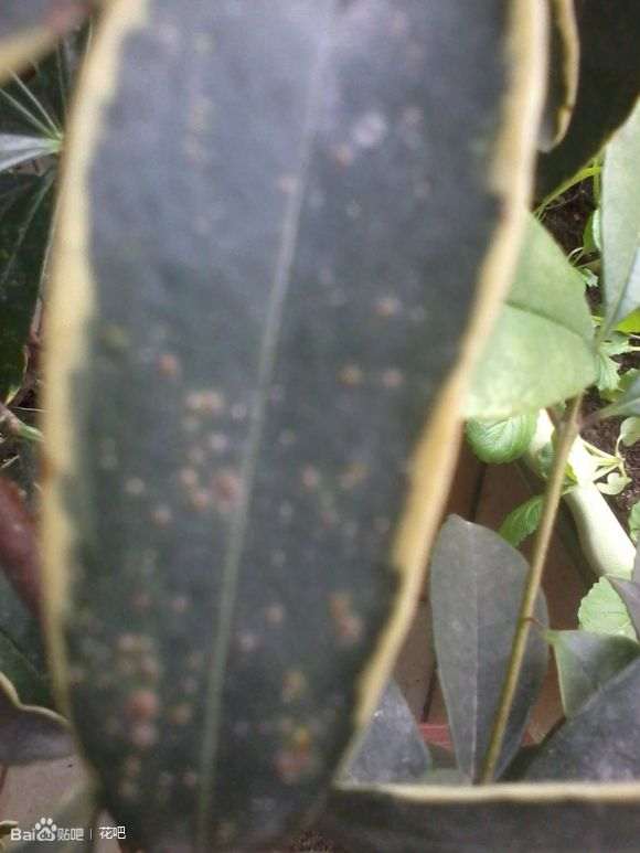 这是不是金边瑞香盆栽的叶斑病 图片