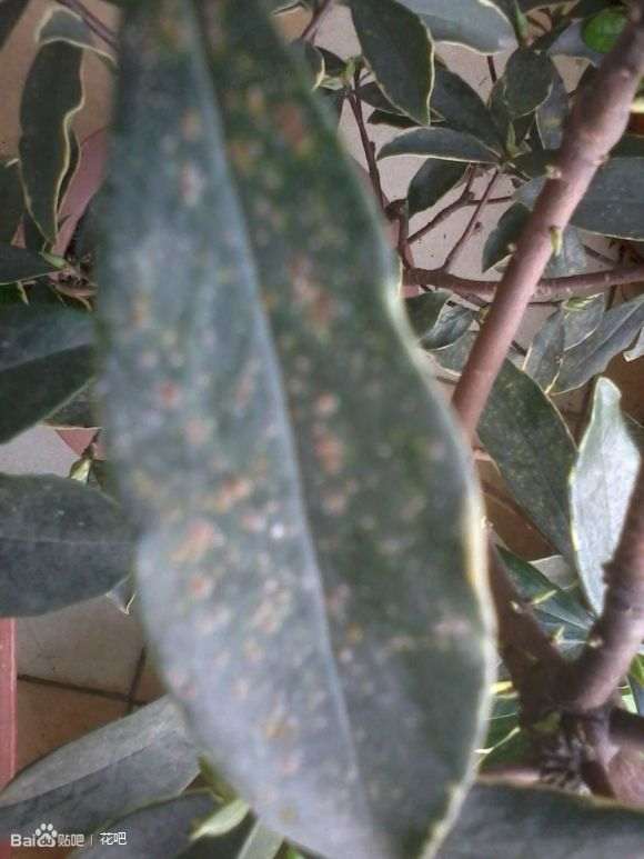 这是不是金边瑞香盆栽的叶斑病 图片