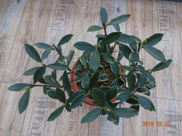 瑞香盆栽花后怎么修剪的方法 图片