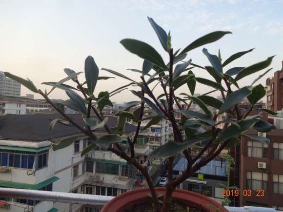 瑞香盆栽花后怎么修剪的方法 图片