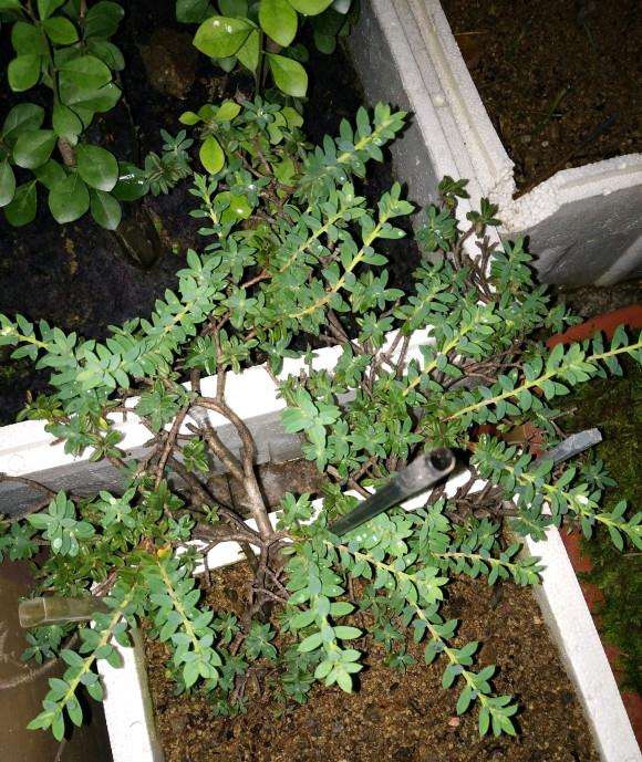 瑞香盆栽怎么沙埋套袋的方法 图片