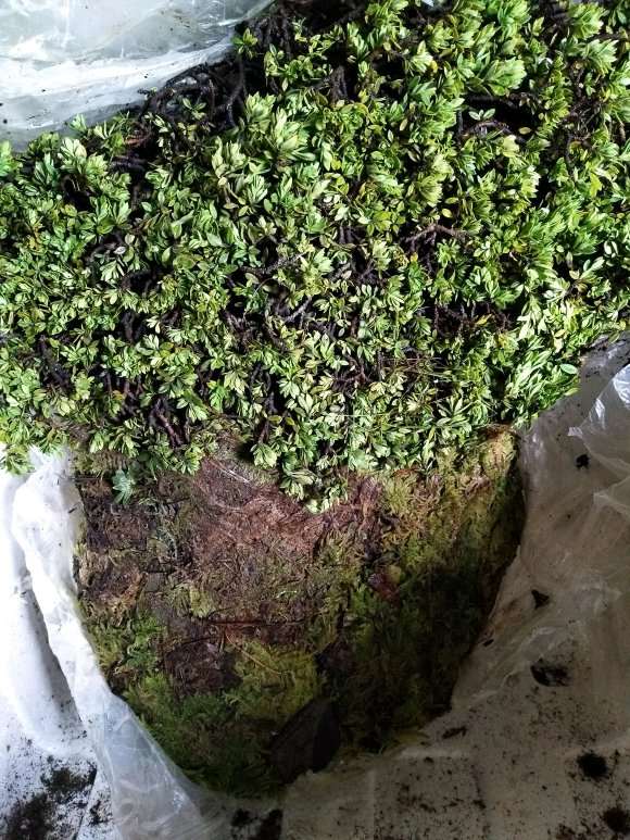 瑞香盆栽怎么沙埋套袋的方法 图片