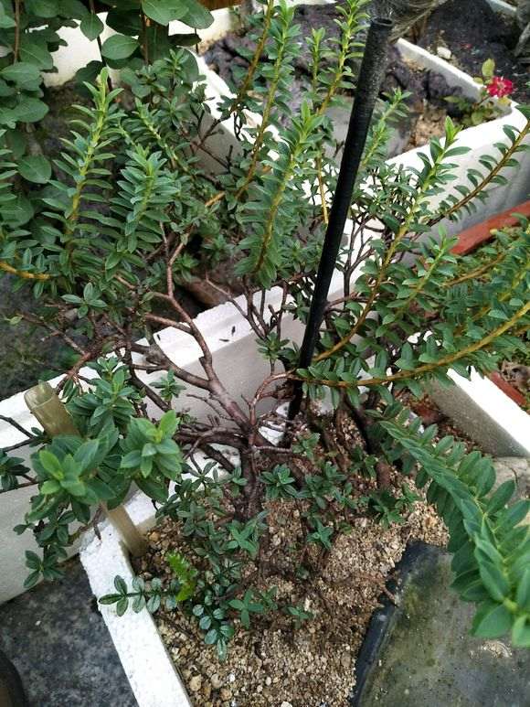 瑞香盆栽 现在还不敢上盆看根 图片