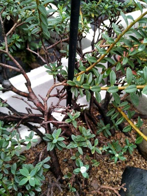 瑞香盆栽 现在还不敢上盆看根 图片