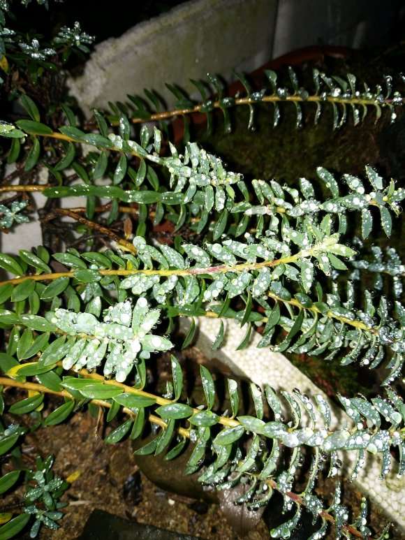 瑞香盆栽 现在还不敢上盆看根 图片