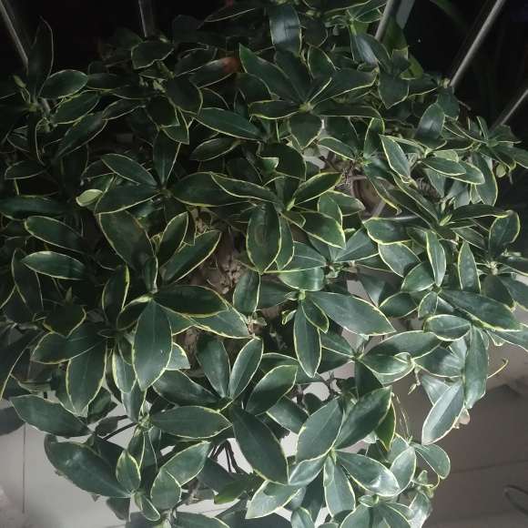 瑞香盆栽应该是长苞 咋是白花 图片