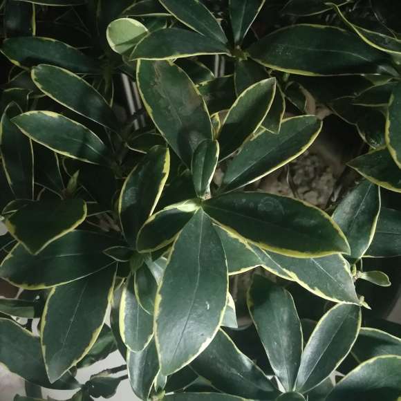 瑞香盆栽应该是长苞 咋是白花 图片