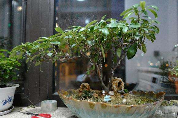 瑞香盆栽要不要把铁丝剪掉 图片