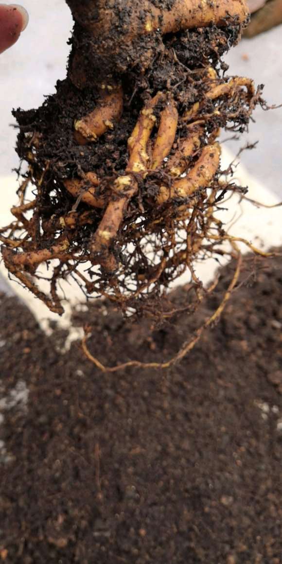 瑞香盆栽上盆后一直未服盆 怎么办