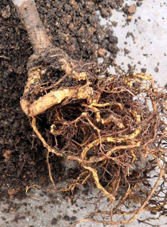 瑞香盆栽上盆后一直未服盆 怎么办