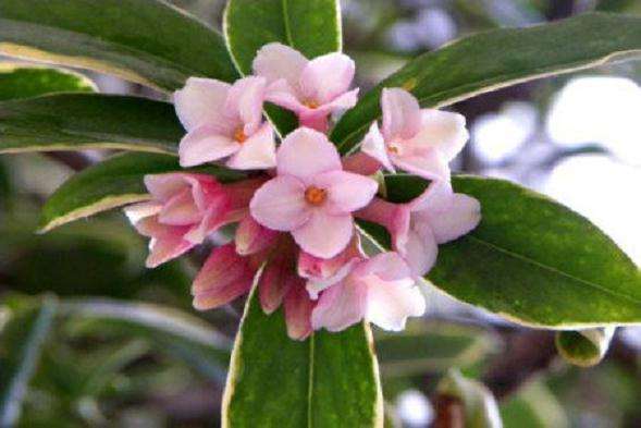 瑞香盆栽花放室内有毒吗 图片