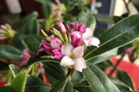 室内怎么养护瑞香盆栽的技巧 图片