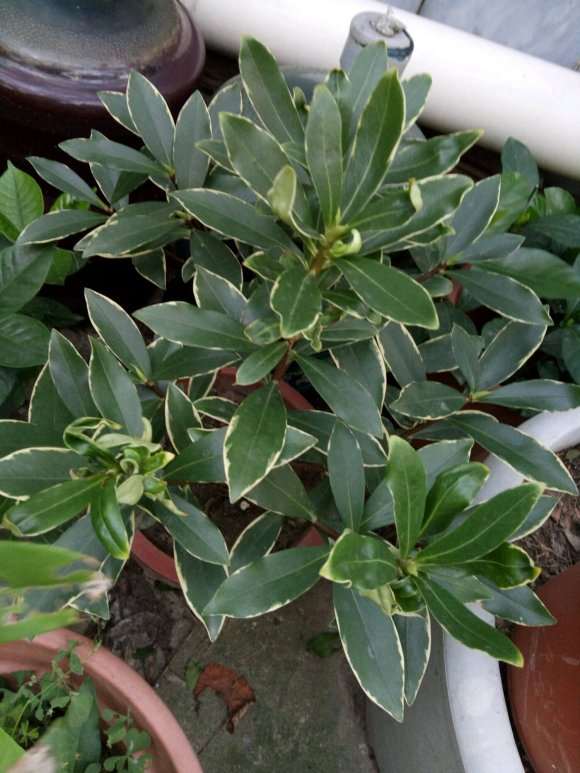 瑞香盆栽新叶为何卷曲 怎么办 图片