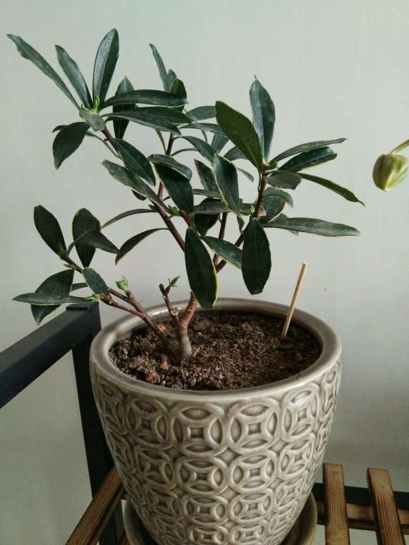 瑞香盆栽冒新芽点 就不动了 图片