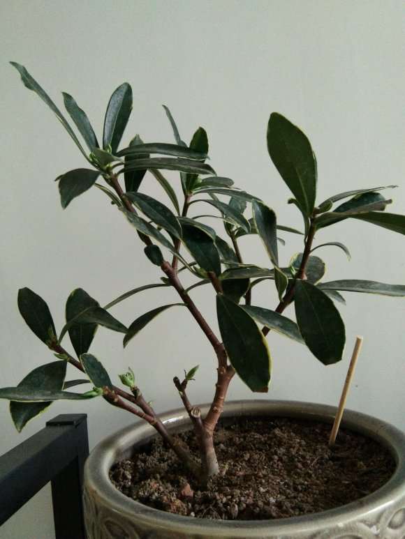 瑞香盆栽冒新芽点 就不动了 图片