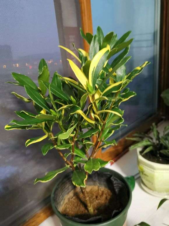 瑞香盆栽缓苗多少长时间 才可以上盆