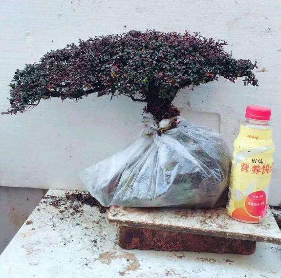 为什么瑞香下山桩的话几乎下山死 图片