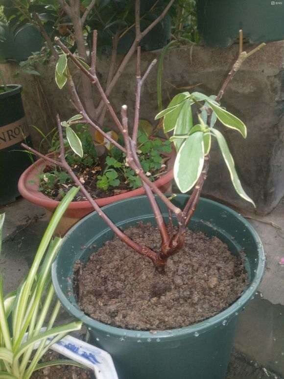 瑞香盆栽换盆 叶子基本剪光了 怎么办