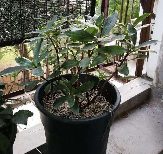 瑞香盆栽换盆 叶子基本剪光了 怎么办