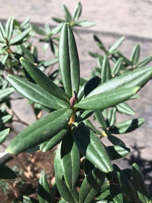 瑞香盆栽不是不耐太阳晒么 图片