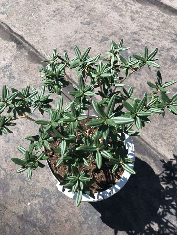 瑞香盆栽不是不耐太阳晒么 图片