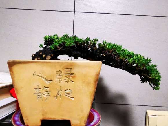 瑞香盆栽的发芽率太恐怖了吧 图片