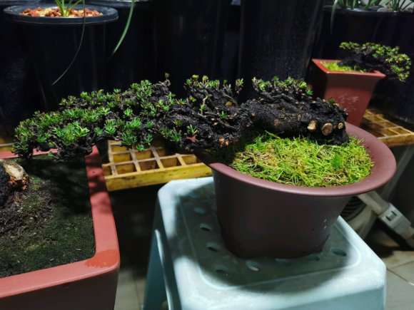 瑞香盆栽的发芽率太恐怖了吧 图片