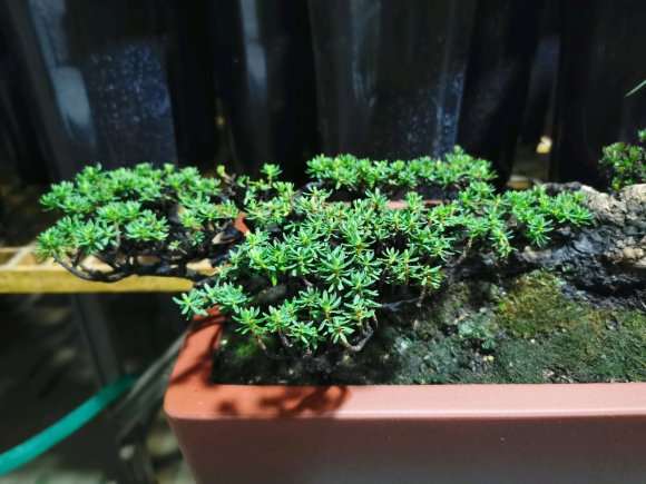 金边瑞香盆栽花蕾期 能喷叶子吗 图片