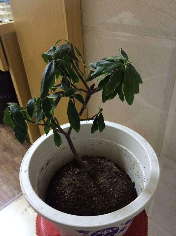 瑞香盆栽叶子都耷拉了 怎么办 图片